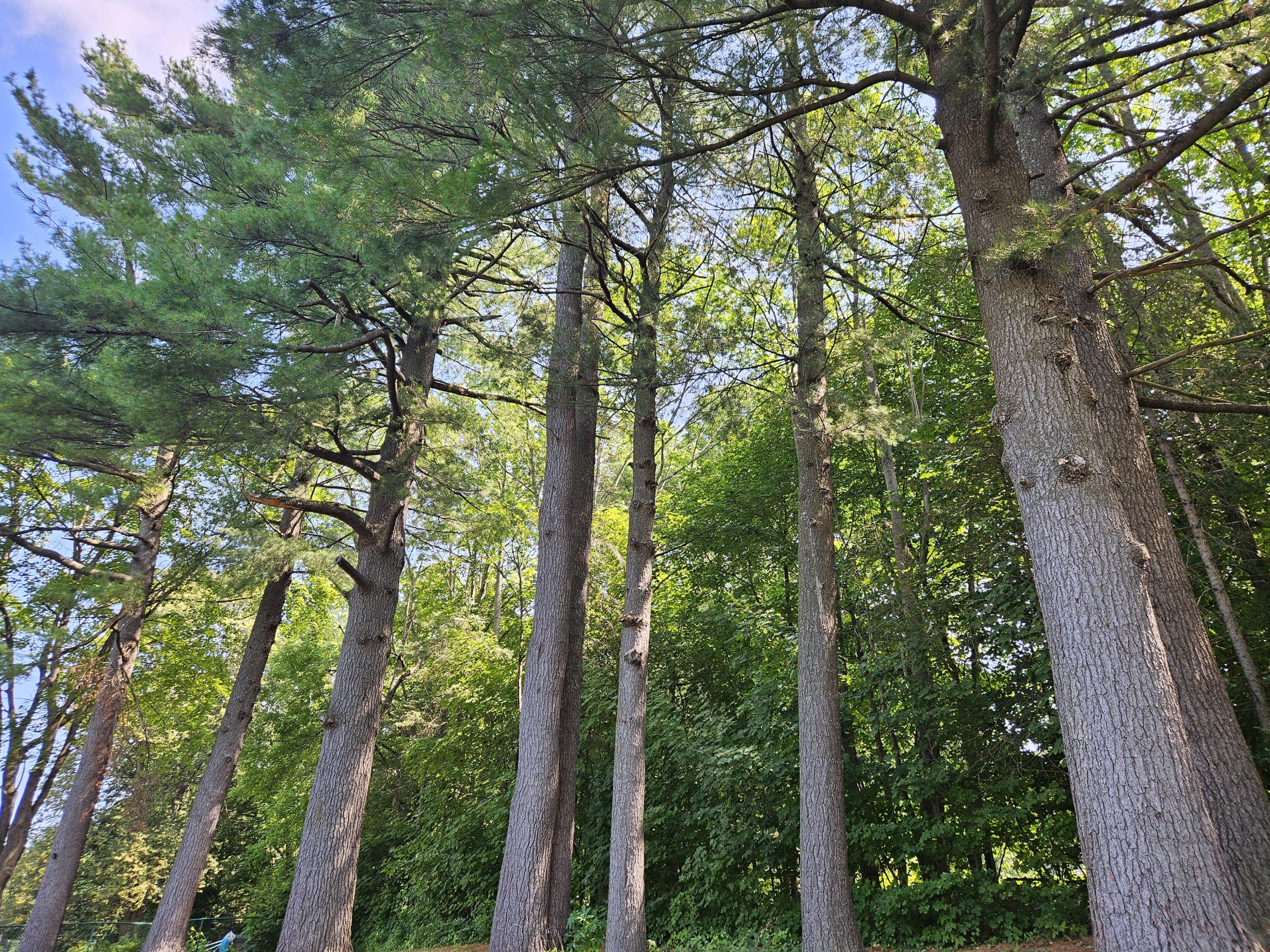 15 Pineland Street Lewiston ME 04240