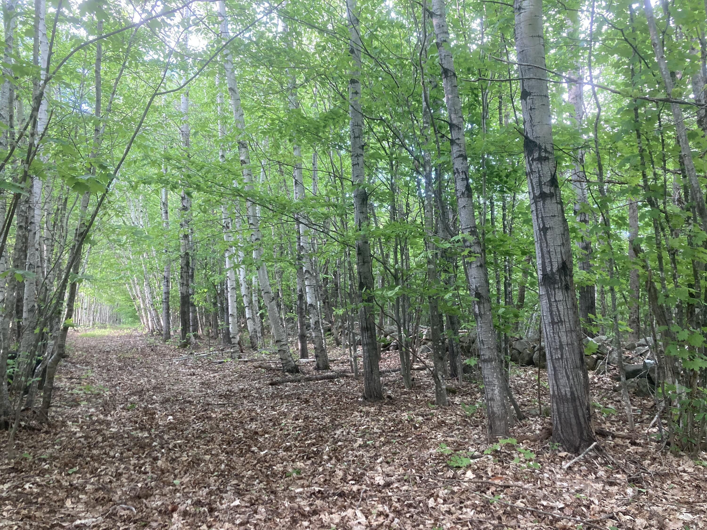 153 Holmes Road Dover-foxcroft ME 04426