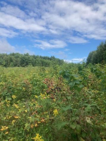 153 Holmes Road Dover-foxcroft ME 04426