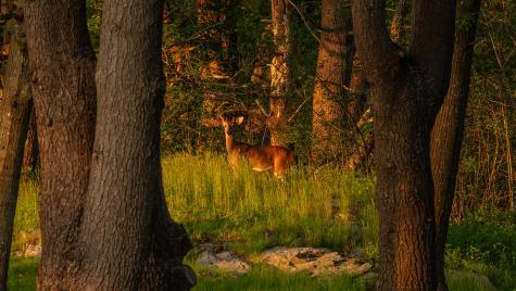 4 Ice House Point York ME 03909