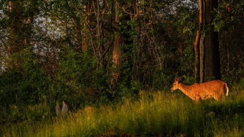 4 Ice House Point York ME 03909