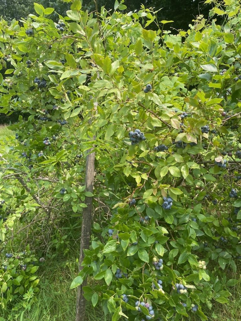 393 Sutherland Pond Road Sabattus ME 04280