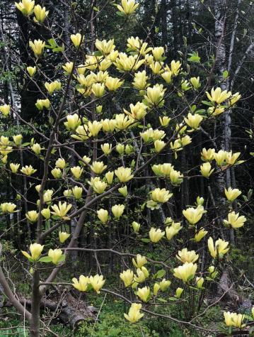 41 Leavitt Lane Glenburn ME 04401