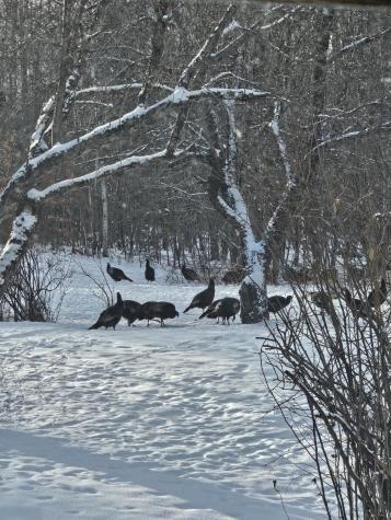 333 Bangor Road Dover-foxcroft ME 04426