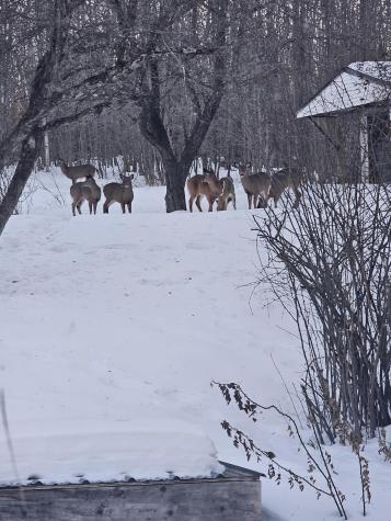 333 Bangor Road Dover-foxcroft ME 04426