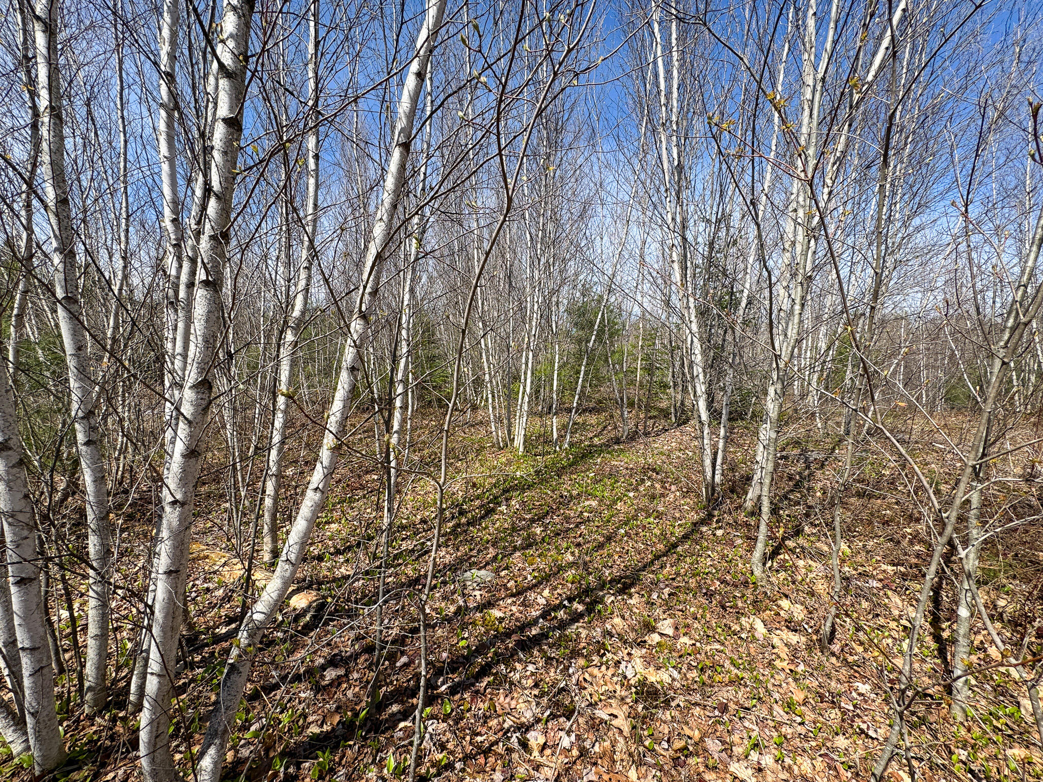 111 Fryes Lane Greenbush ME 04418