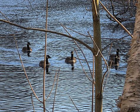 116 Fletcher Street Kennebunk ME 04043