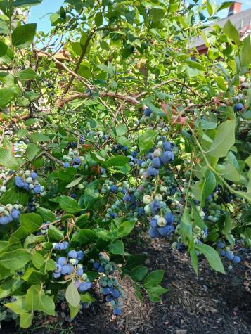 12 Maple Street Bath ME 04530