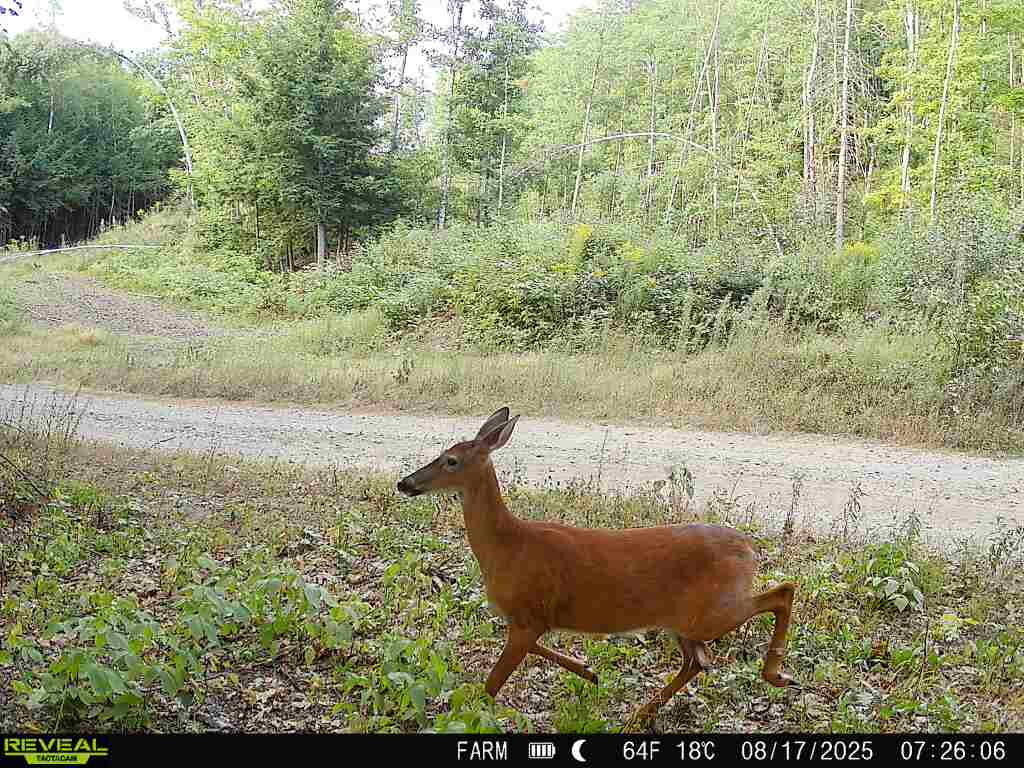 Lot 3 & 4 Nason Hill Road Dixmont ME 04932