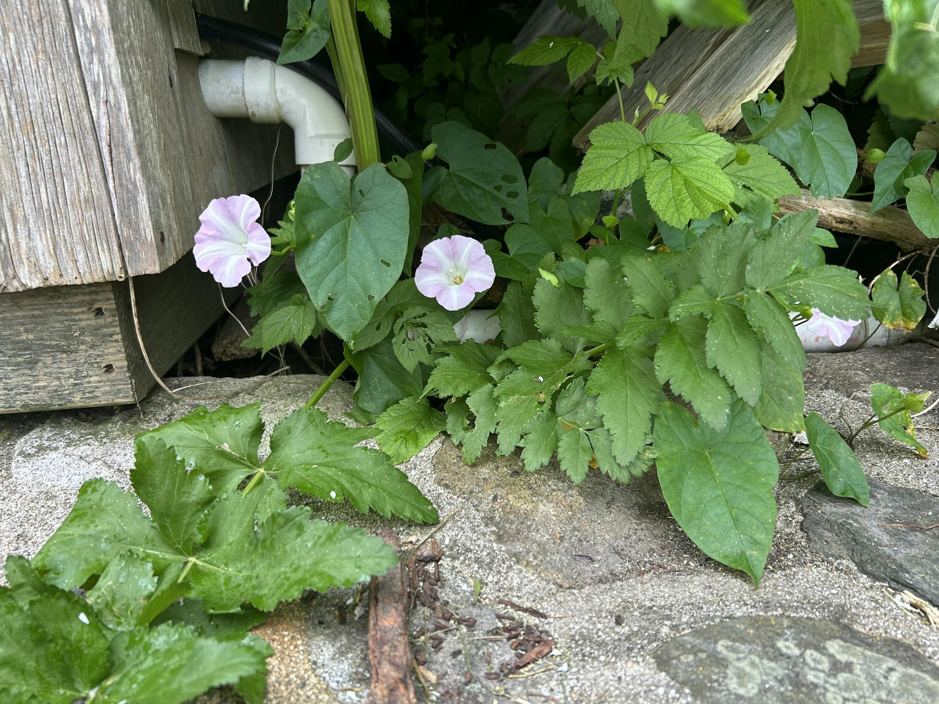 89 Water Street Castine ME 04421