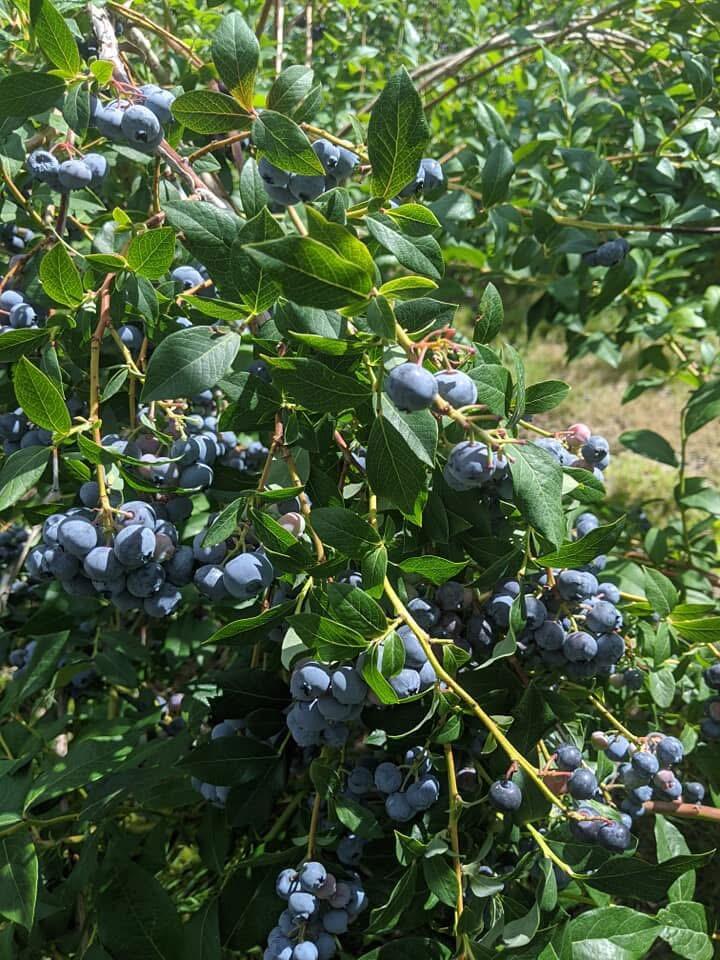 1450 Harpswell Neck Road Harpswell ME 04079