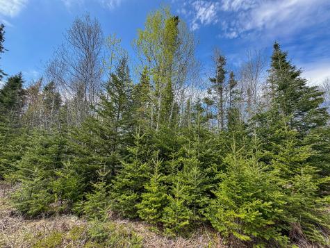 M2l3-m6l16 Campbell Road Whiting ME 04691