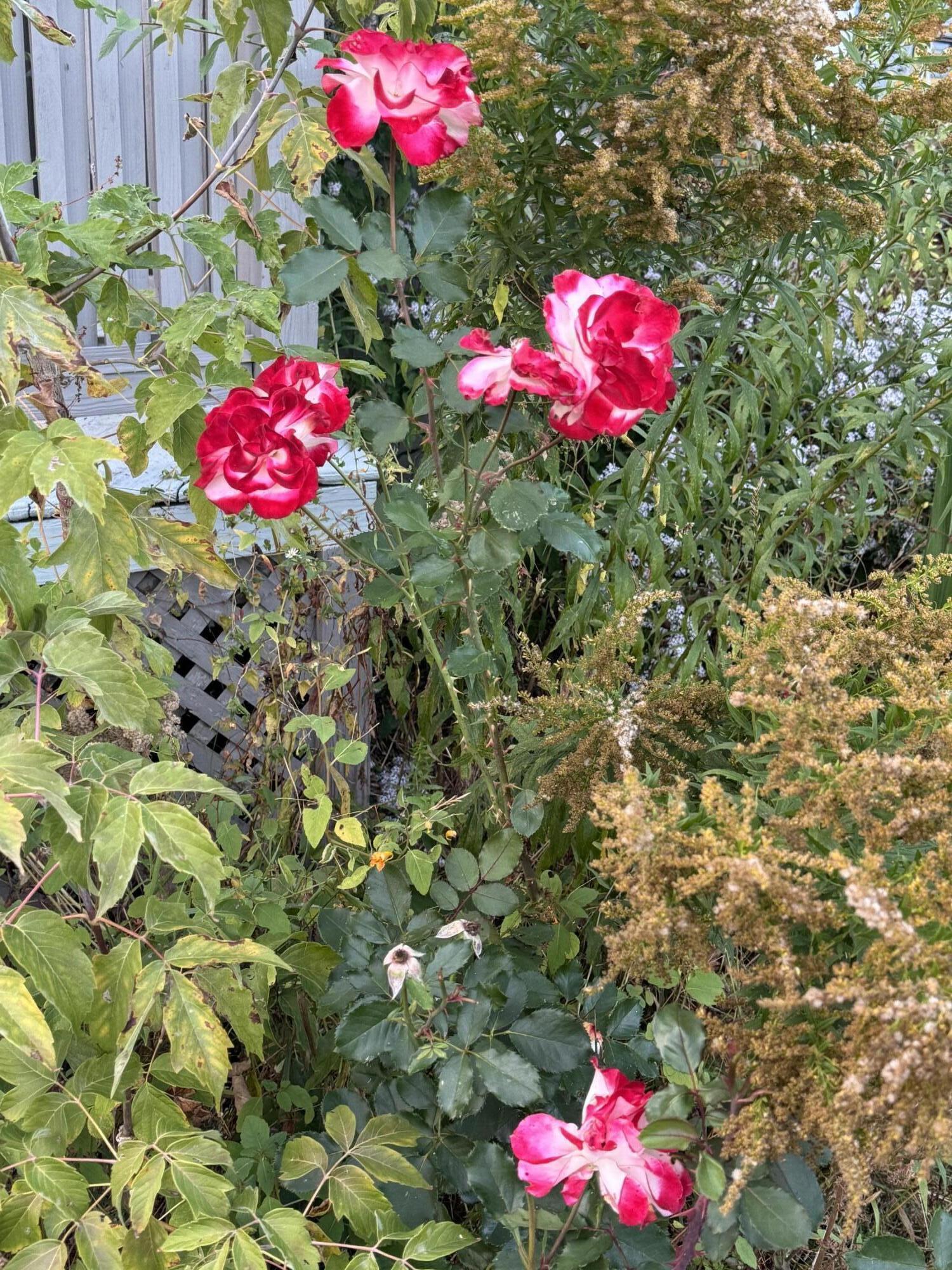 44 Bushey Circle Lewiston ME 04240