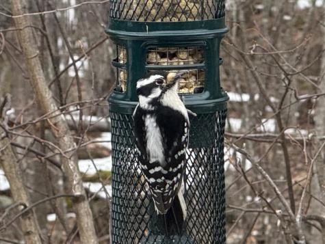 42 Caslyn Drive Eliot ME 03903