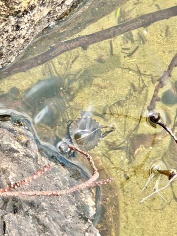 443 Lovejoy Shores Drive Fayette ME 04349