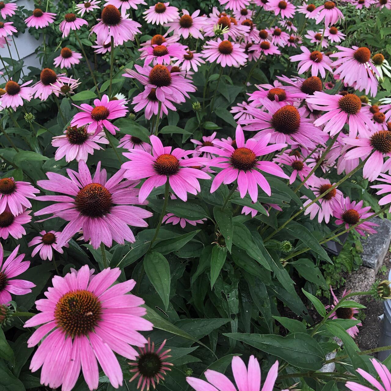 42 Buchanan Street South Portland ME 04106