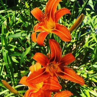 42 Buchanan Street South Portland ME 04106