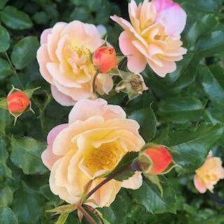 42 Buchanan Street South Portland ME 04106