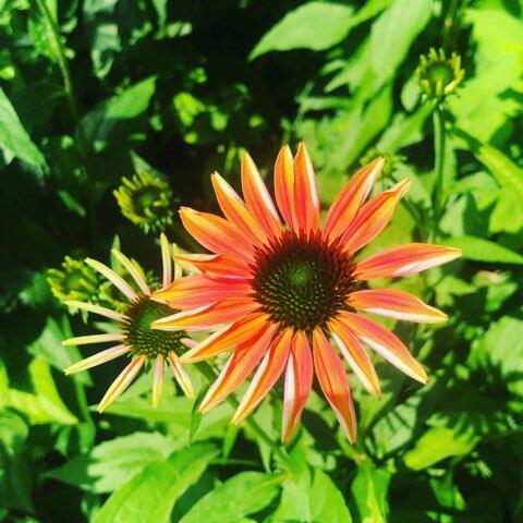 42 Buchanan Street South Portland ME 04106