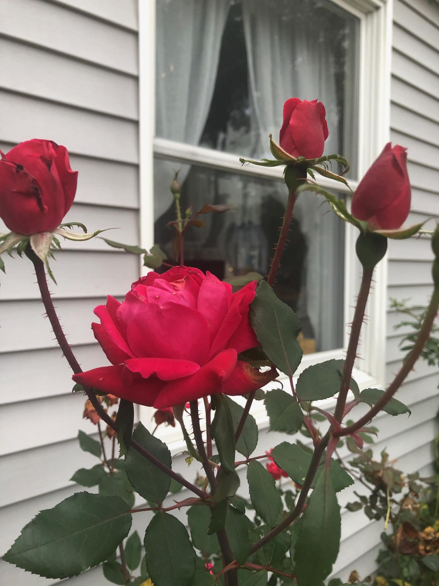 42 Buchanan Street South Portland ME 04106