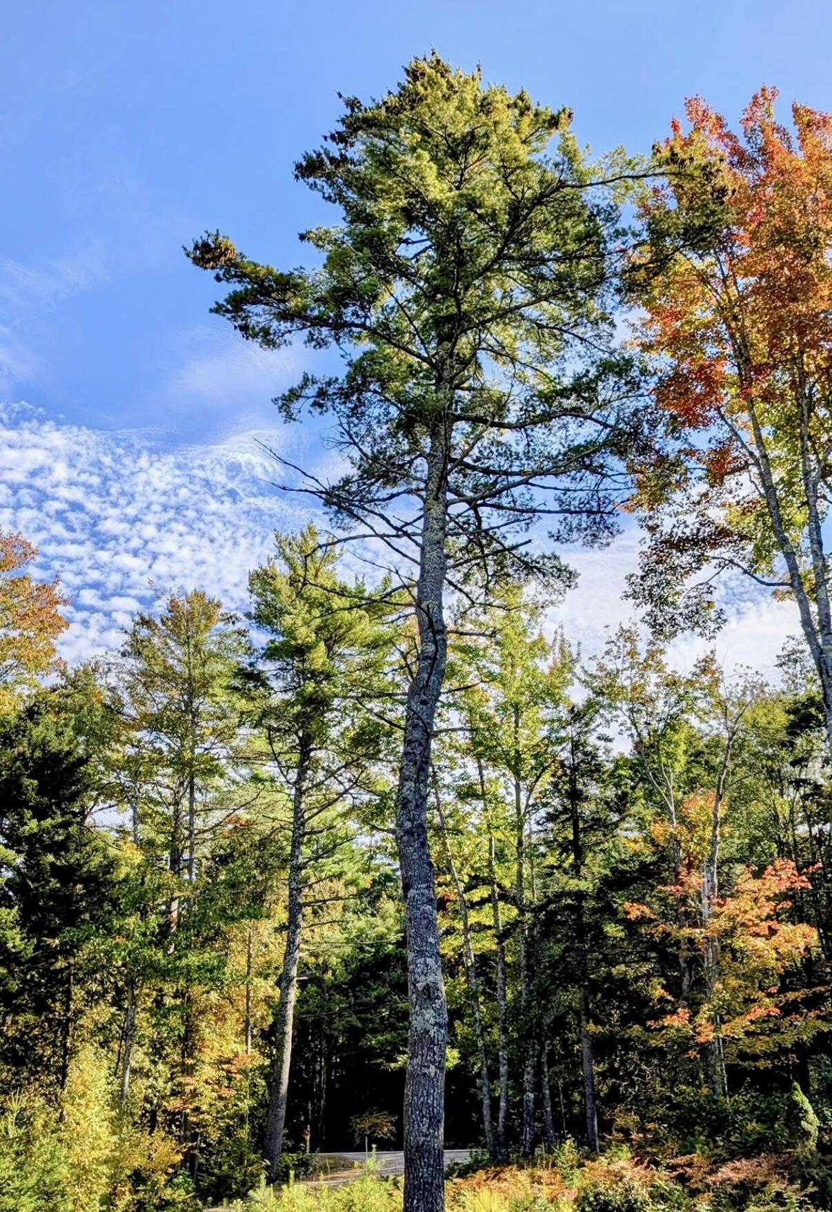 643 Sunset Road Deer Isle ME 04627