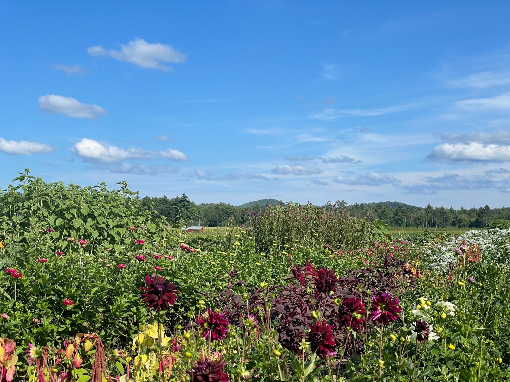 6 Christopher Street Fryeburg ME 04037