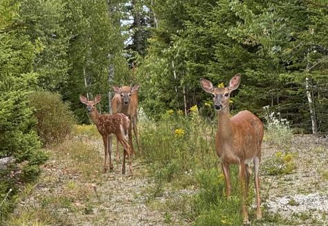 49 Peninsula Shores Road Gouldsboro ME 04624