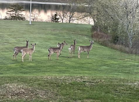 561 Bayside Road Ellsworth ME 04605