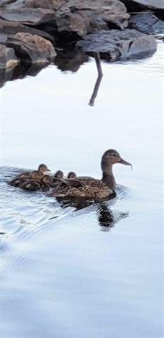 54 Peterson Road Bowerbank ME 04426