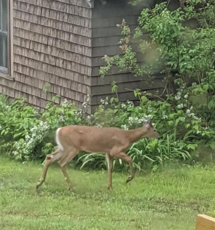 54 Peterson Road Bowerbank ME 04426