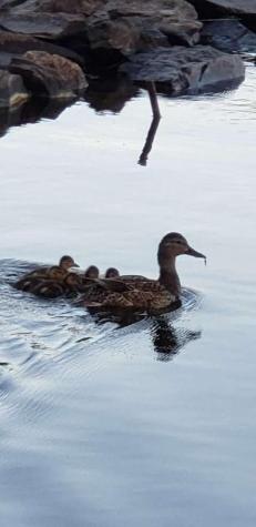 54 Peterson Road Bowerbank ME 04426