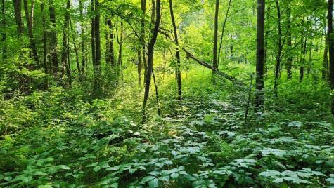 Lot 76 Flagg Road New Sharon ME 04955