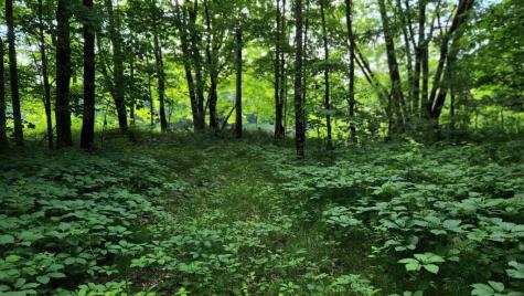 Lot 76 Flagg Road New Sharon ME 04955