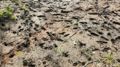 Lot 76 Flagg Road New Sharon ME 04955