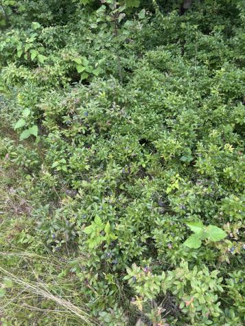 64 Ip Road Coplin Plt ME 04982