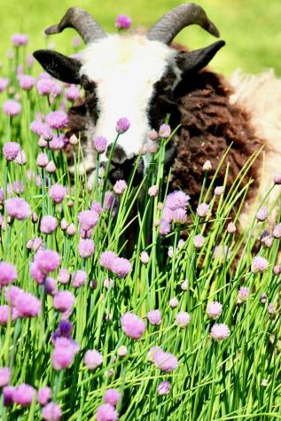 718 Corinth Road Garland ME 04939