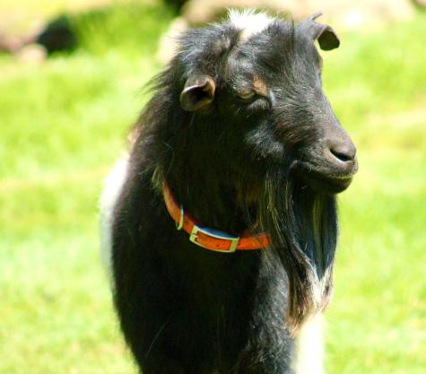 718 Corinth Road Garland ME 04939