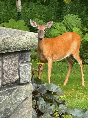 3 Canter Lane Cape Elizabeth ME 04107