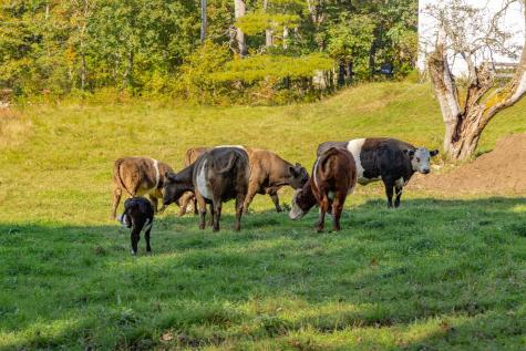 68-70 Brixham Road York ME 03909