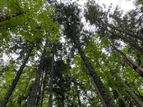 352 Us 1 Route Whiting ME 04691