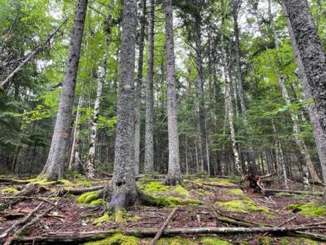 352 Us 1 Route Whiting ME 04691