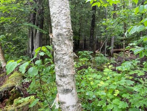 352 Us 1 Route Whiting ME 04691