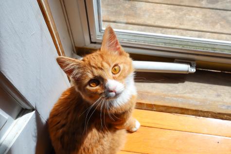 20 Swan Road Standish ME 04084