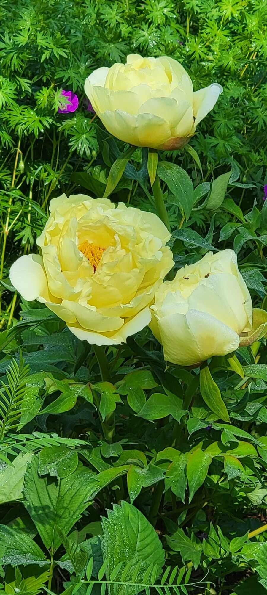 34 Highview Avenue Hancock ME 04640