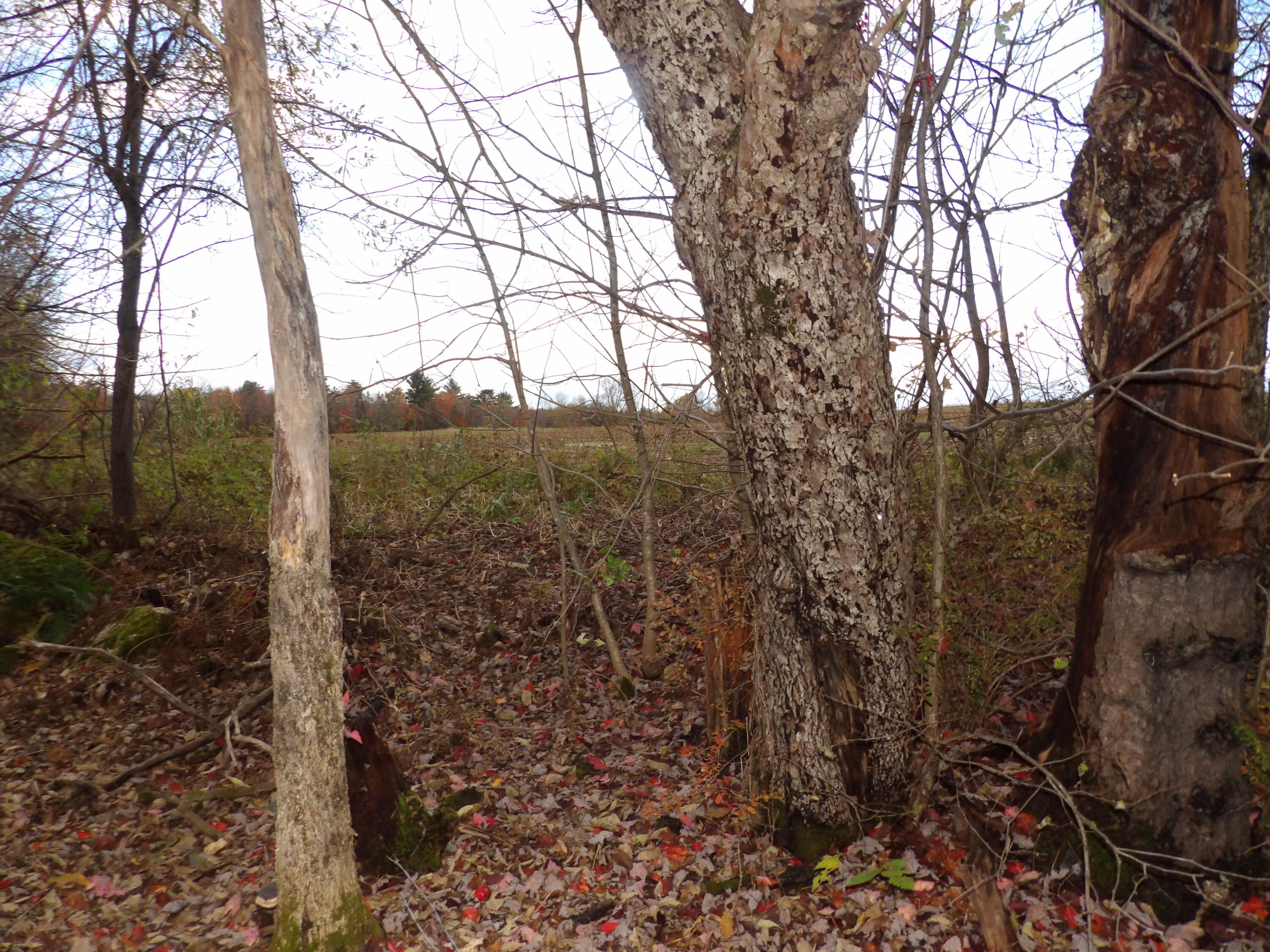 38 Atkinson Road Charleston ME 04422