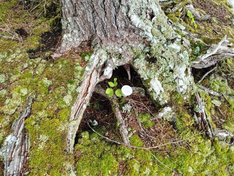 114 East Shore Road Benedicta Twp ME 04733