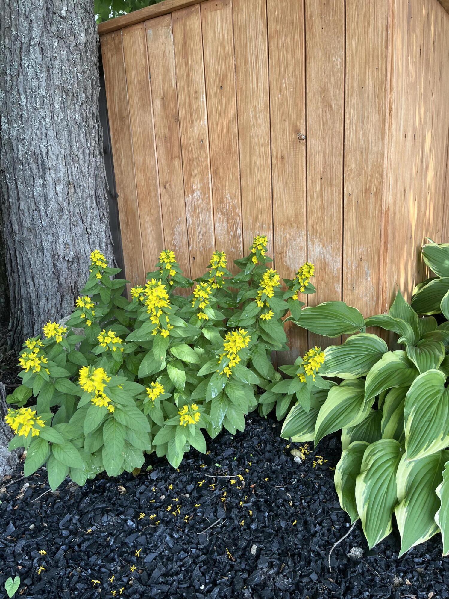 18 Winter Street Millinocket ME 04462