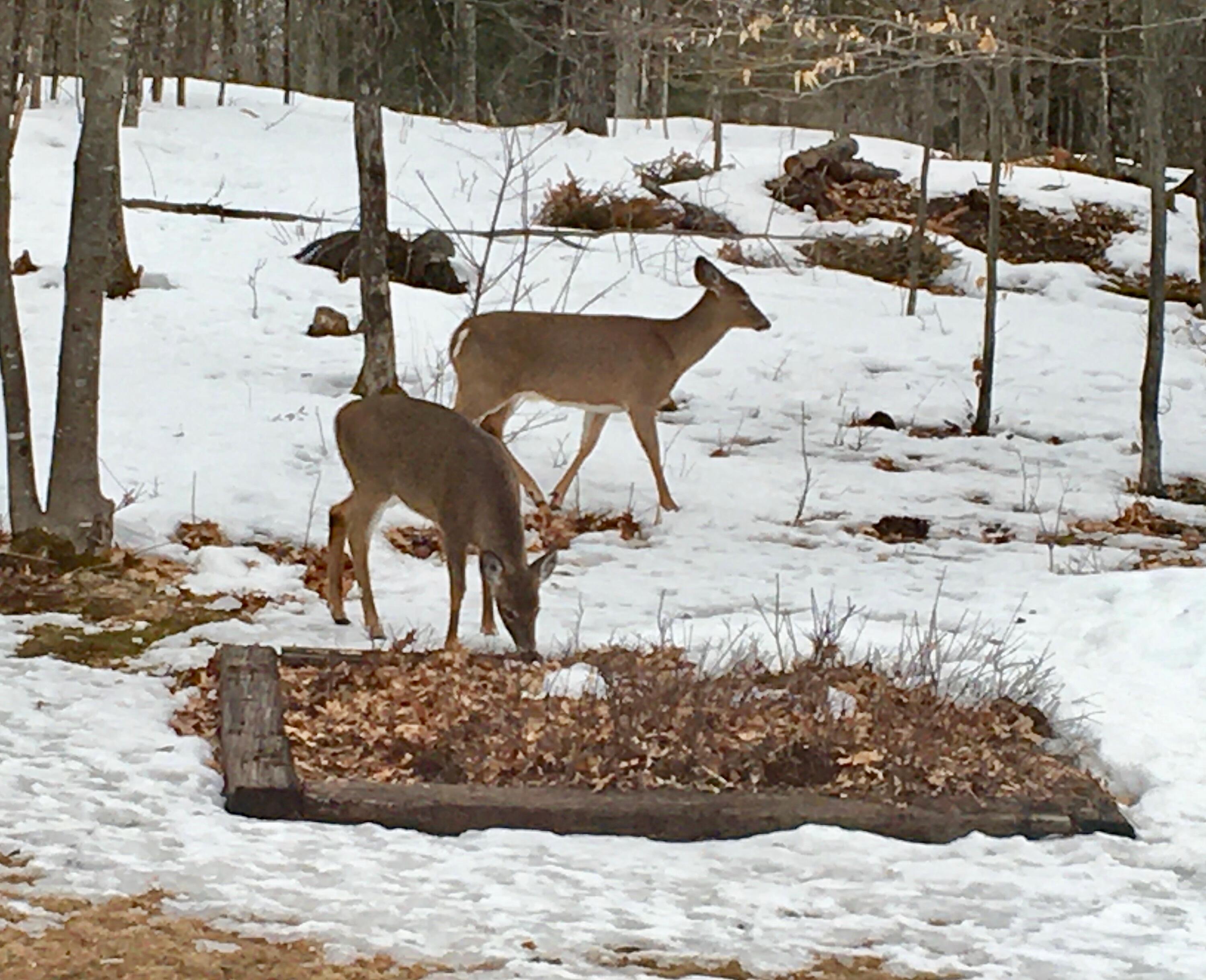 124 Gray Road Sangerville ME 04479