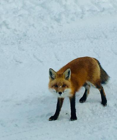 124 Gray Road Sangerville ME 04479