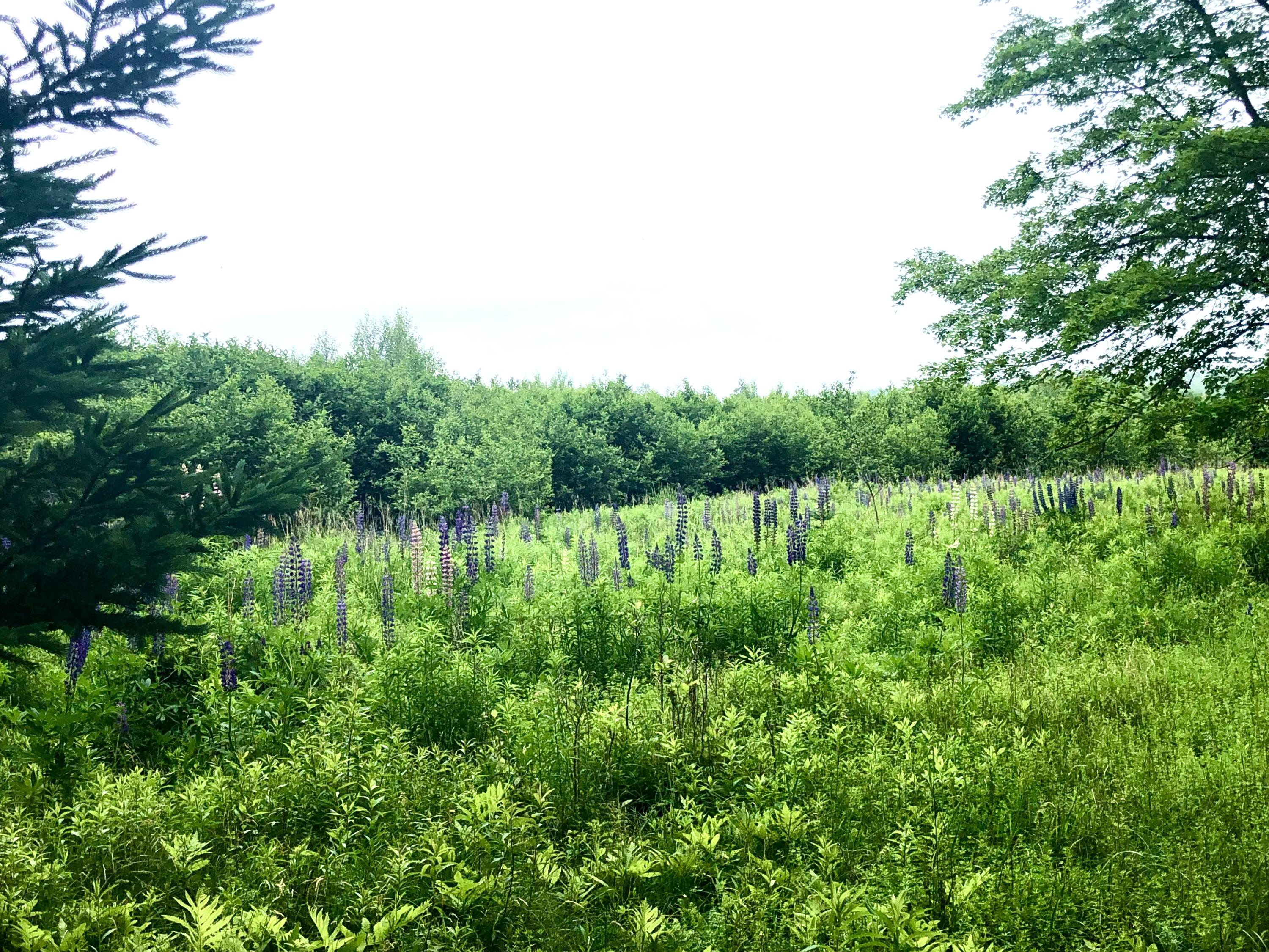 1170 Shore Road Lamoine ME 04605